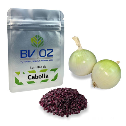 Semillas de cebolla