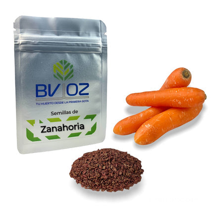 Semillas de zanahoria