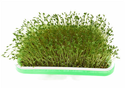 Charola para germinados caseros