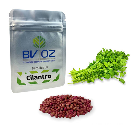 Semillas de cilantro
