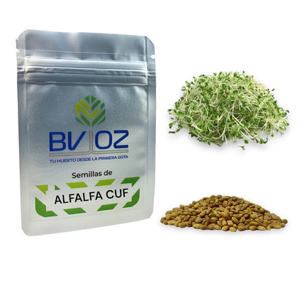 Semillas de alfalfa para germinado