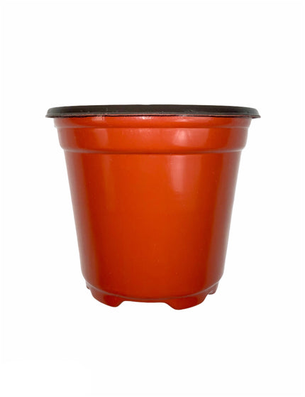Macetas terracota 3.5 Pulgadas