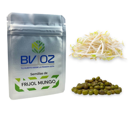 Semillas de frijol mungo para germinado