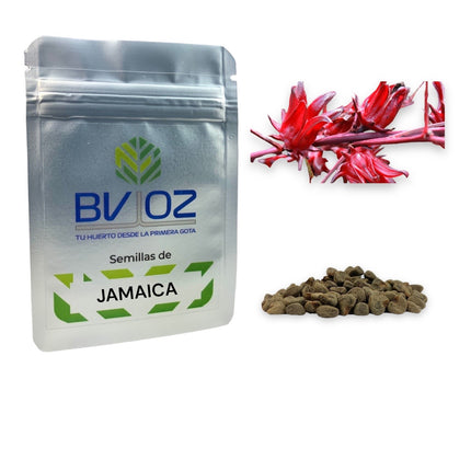 Semillas de jamaica
